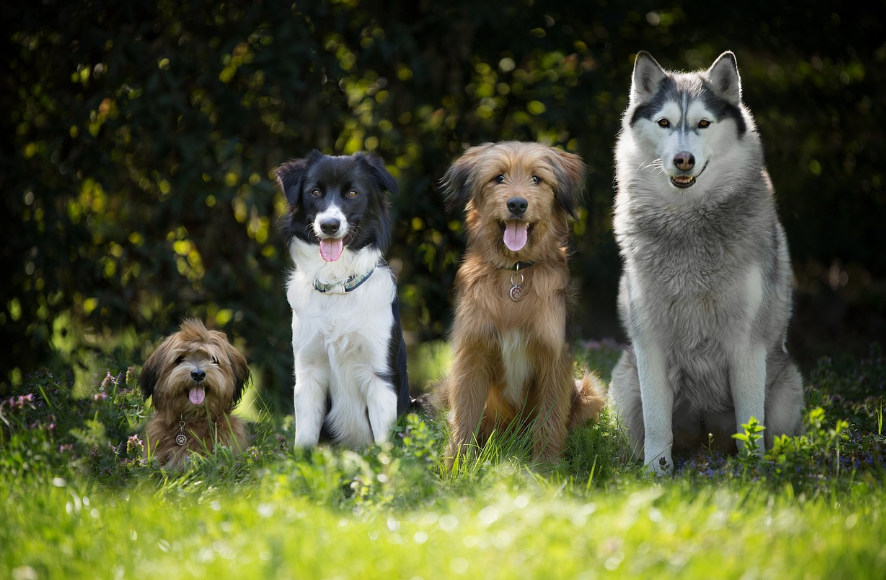 Hunde unterschiedlicher Rassen von klein nach groß, sitzend auf grüner Wiese bei Sonnenschein