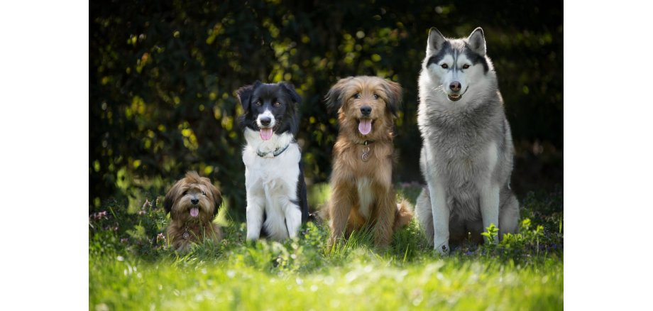 Hunde unterschiedlicher Rassen von klein nach groß, sitzend auf grüner Wiese bei Sonnenschein