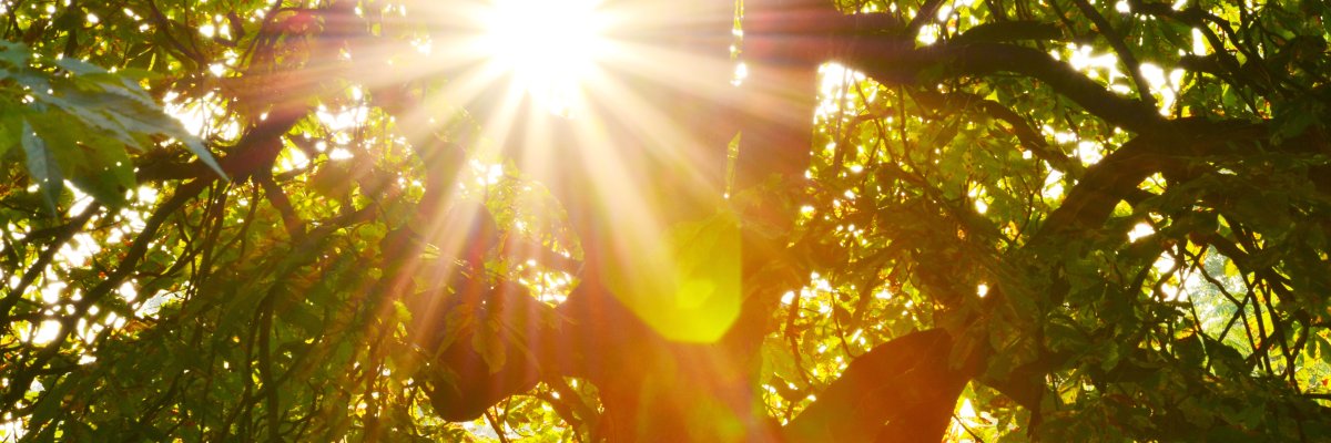 Licht im Baum Sonne bricht durch grüne Baumkrone