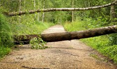 Baum liegt quer über Sandweg